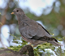 Band-tailed Pigeon juvenile